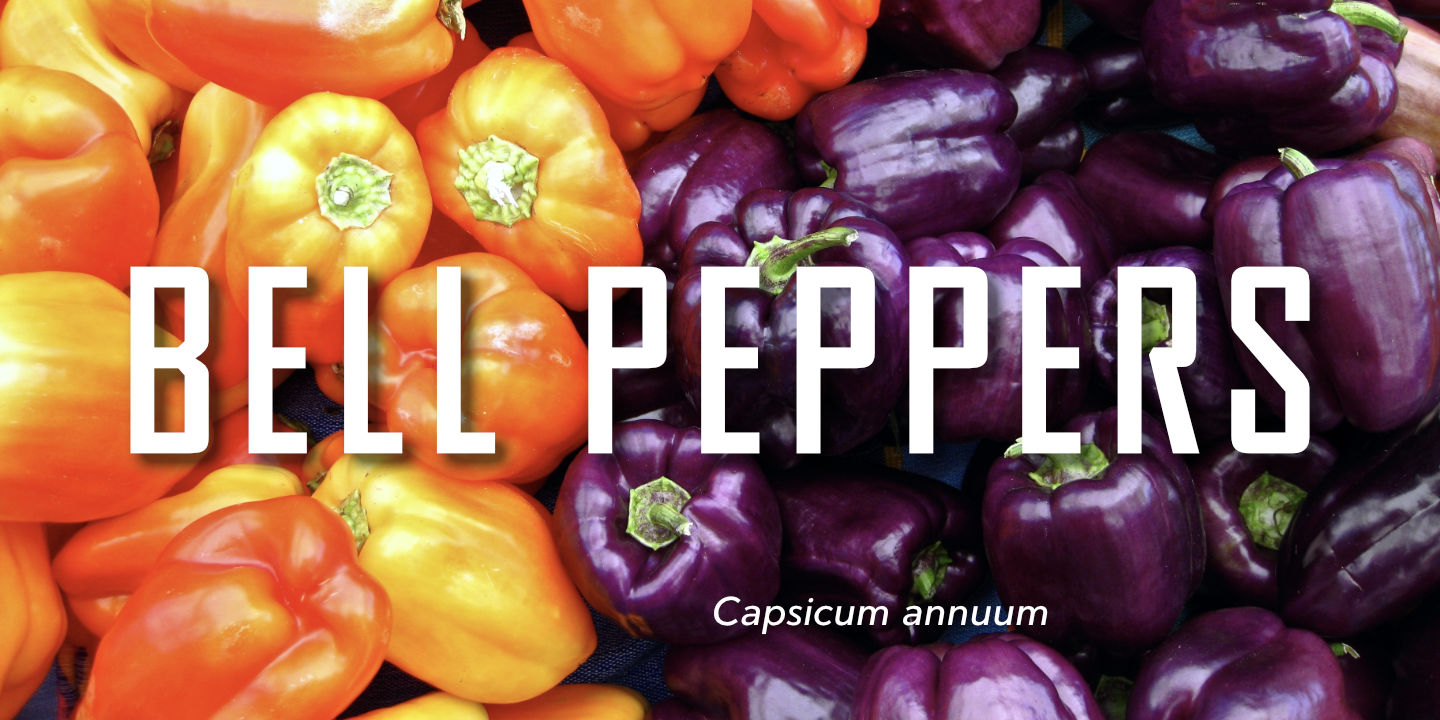 Click image to enlarge and for more information. Bell Peppers