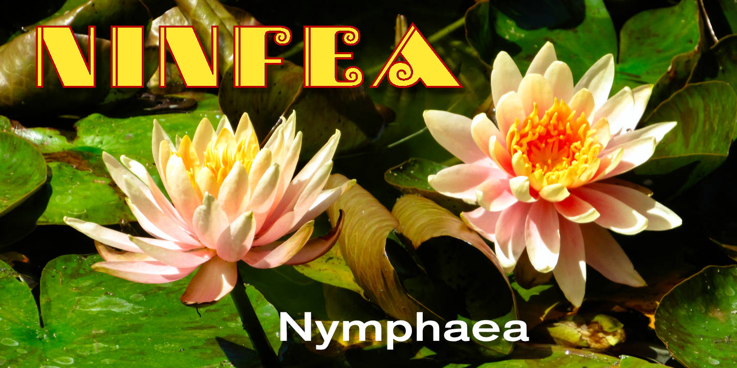 Click image to enlarge and for more information. Font poster
