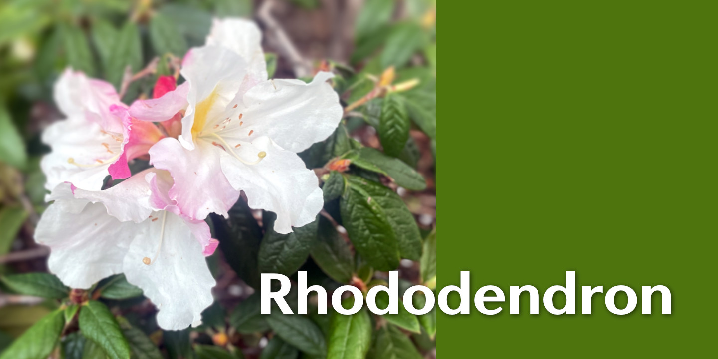 Click image to enlarge and for more information. White Rhododendron