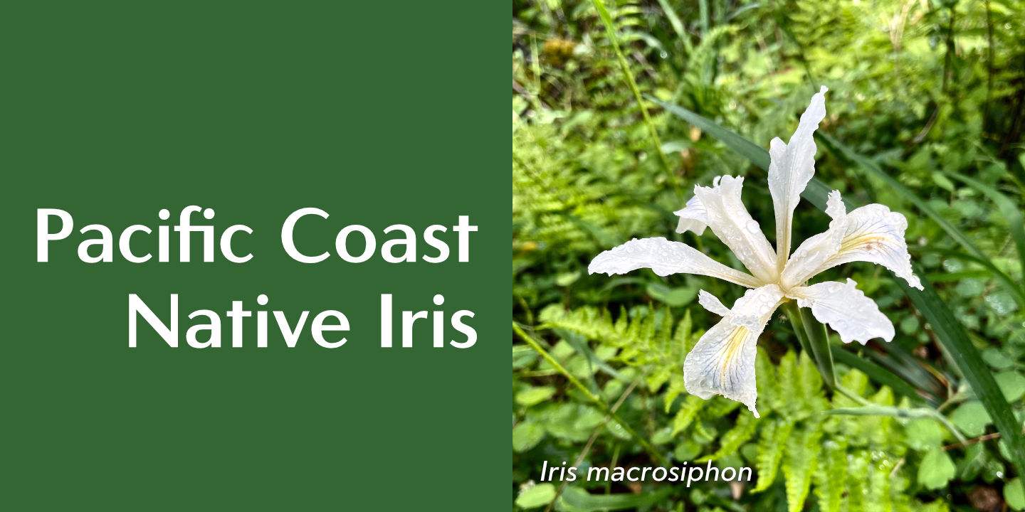 Click image to enlarge and for more information. Native Iris