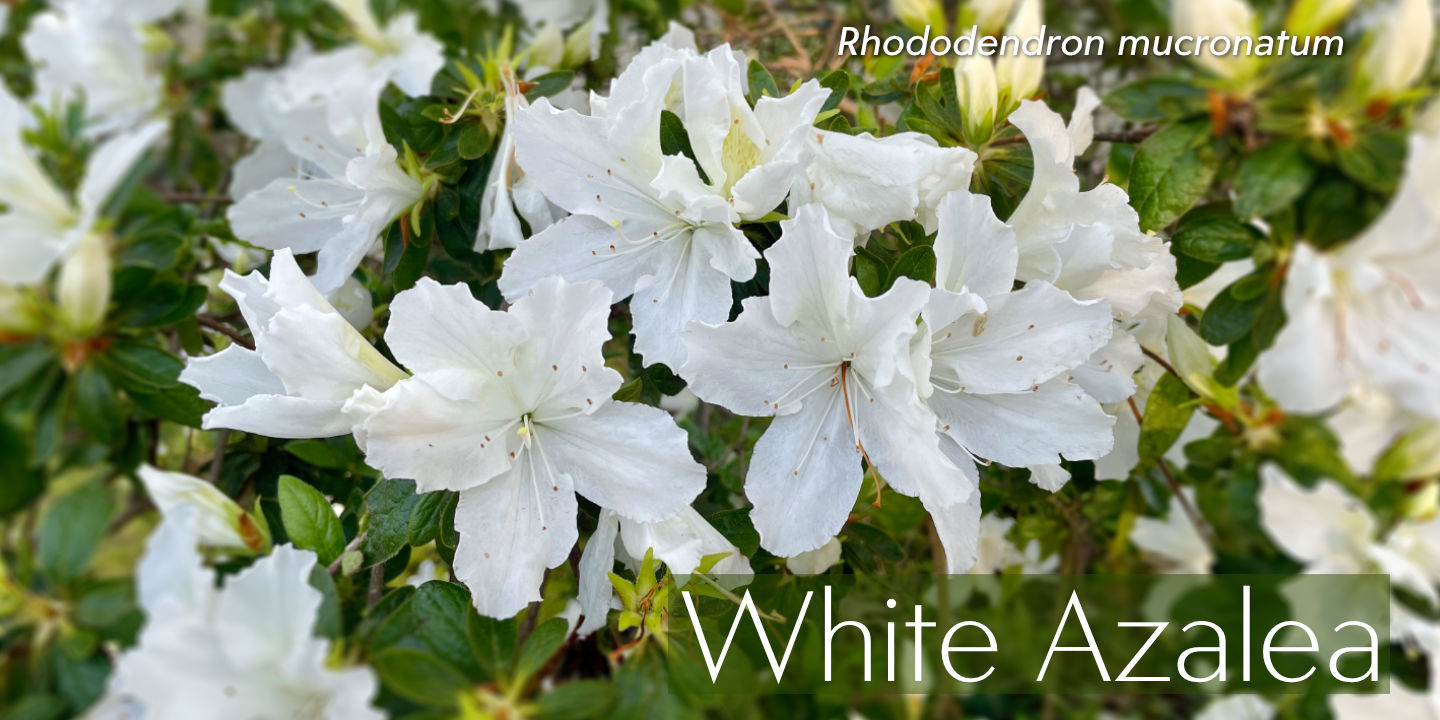 Click image to enlarge and for more information. White Azalea