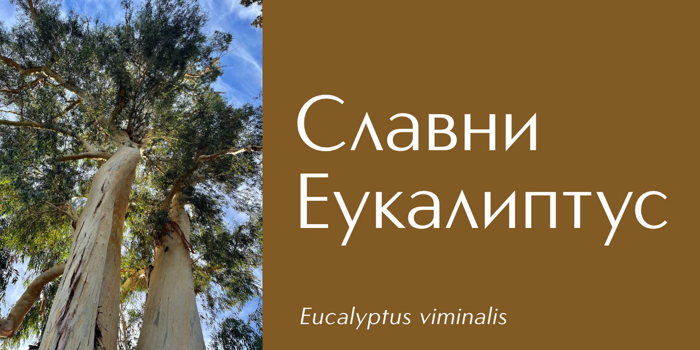 Glorious Eucalyptus