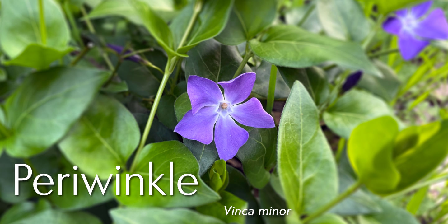 Click image to enlarge and for more information. Periwinkle