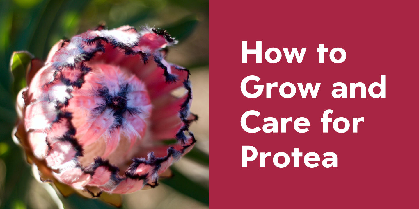 Click image to enlarge and for more information. Proteus Flower