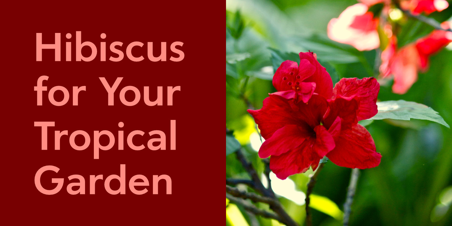 Click image to enlarge and for more information. Red Hibiscus