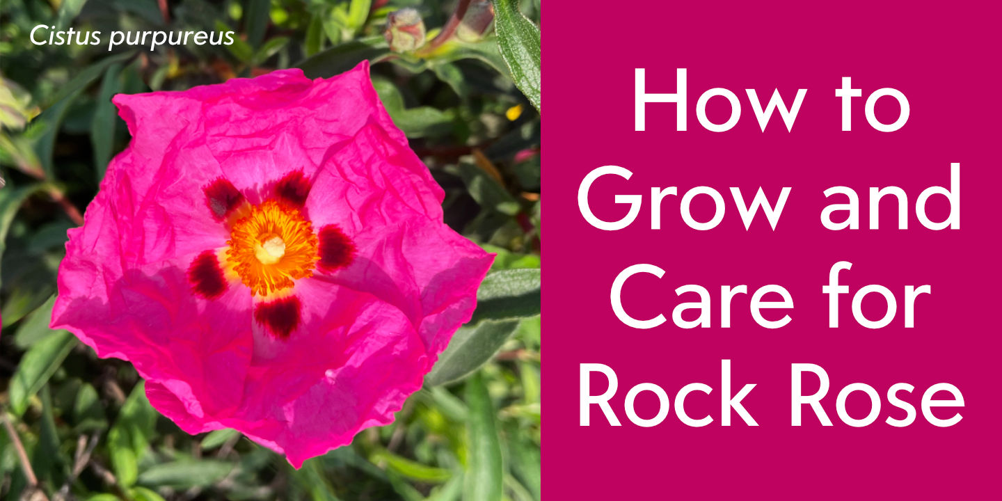Click image to enlarge and for more information. Pink Rock Rose
