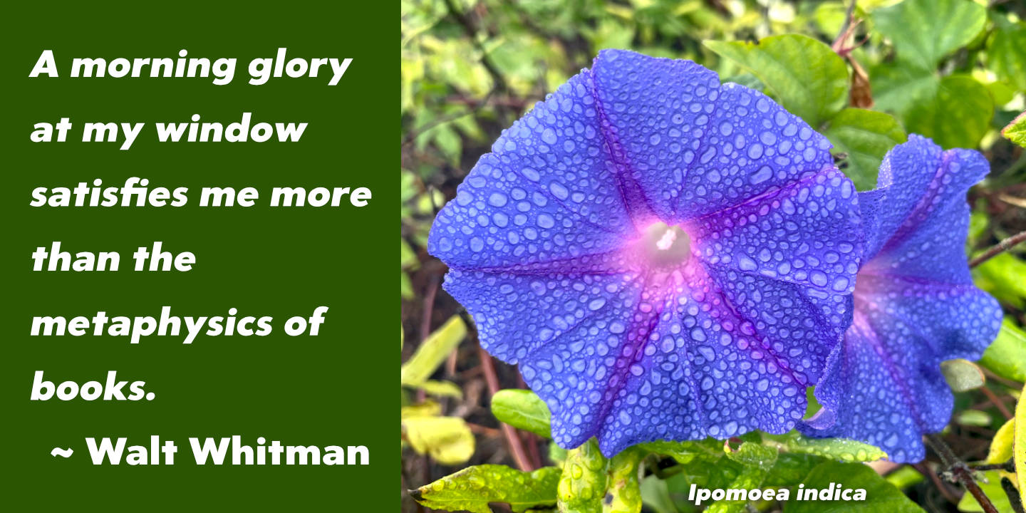 Click image to enlarge and for more information. Morning Glory