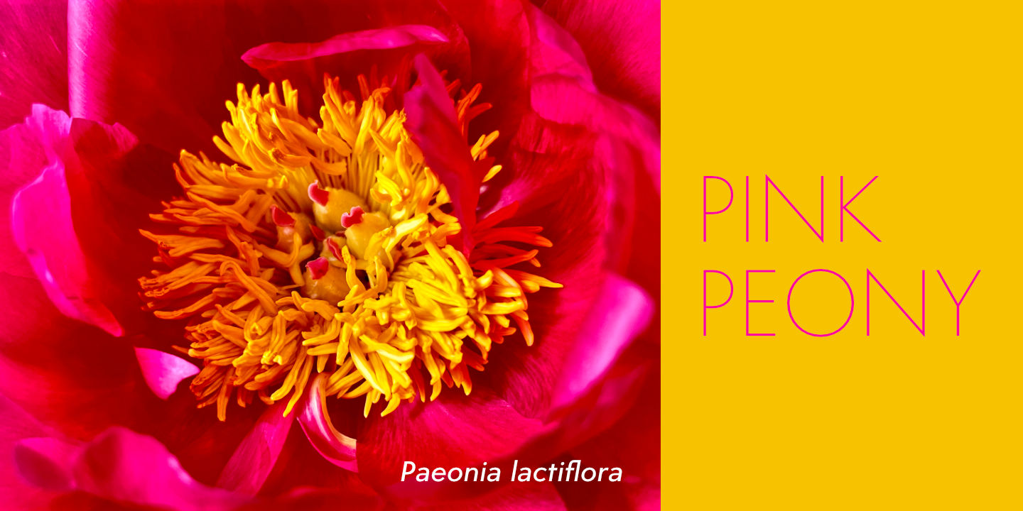 Click image to enlarge and for more information. Bright Pink Peony