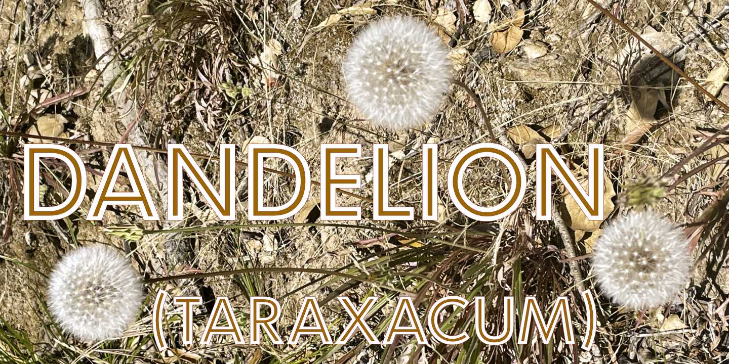 Dandelion