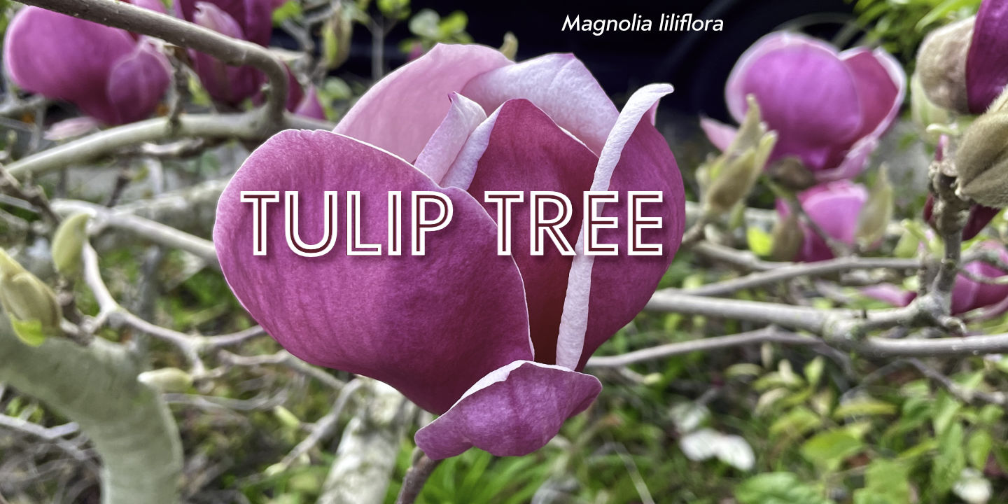 Click image to enlarge and for more information. Tulip Tree