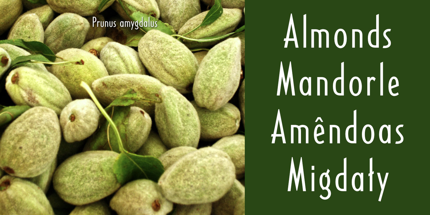 Click image to enlarge and for more information. Almonds