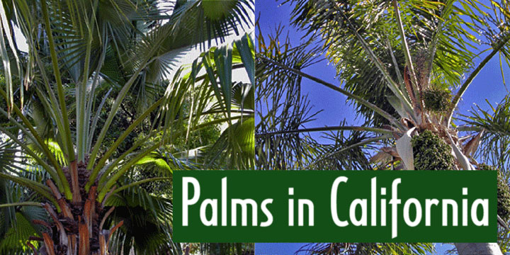 Click image to enlarge and for more information. Font poster