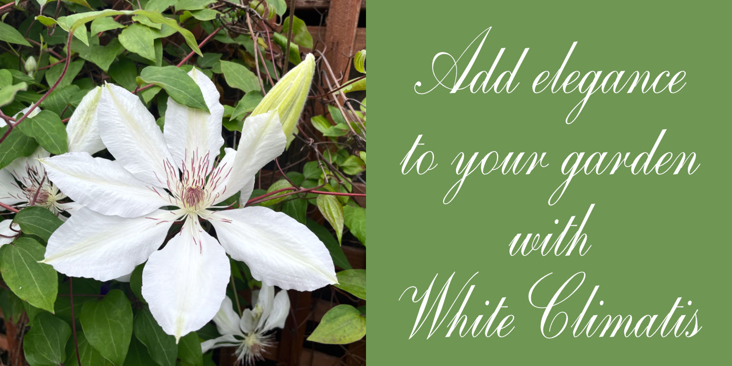 Click image to enlarge and for more information. White Climatis