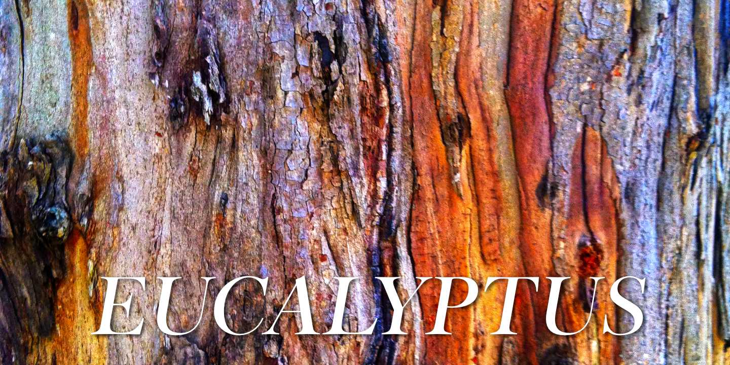 Eucalyptus Bark