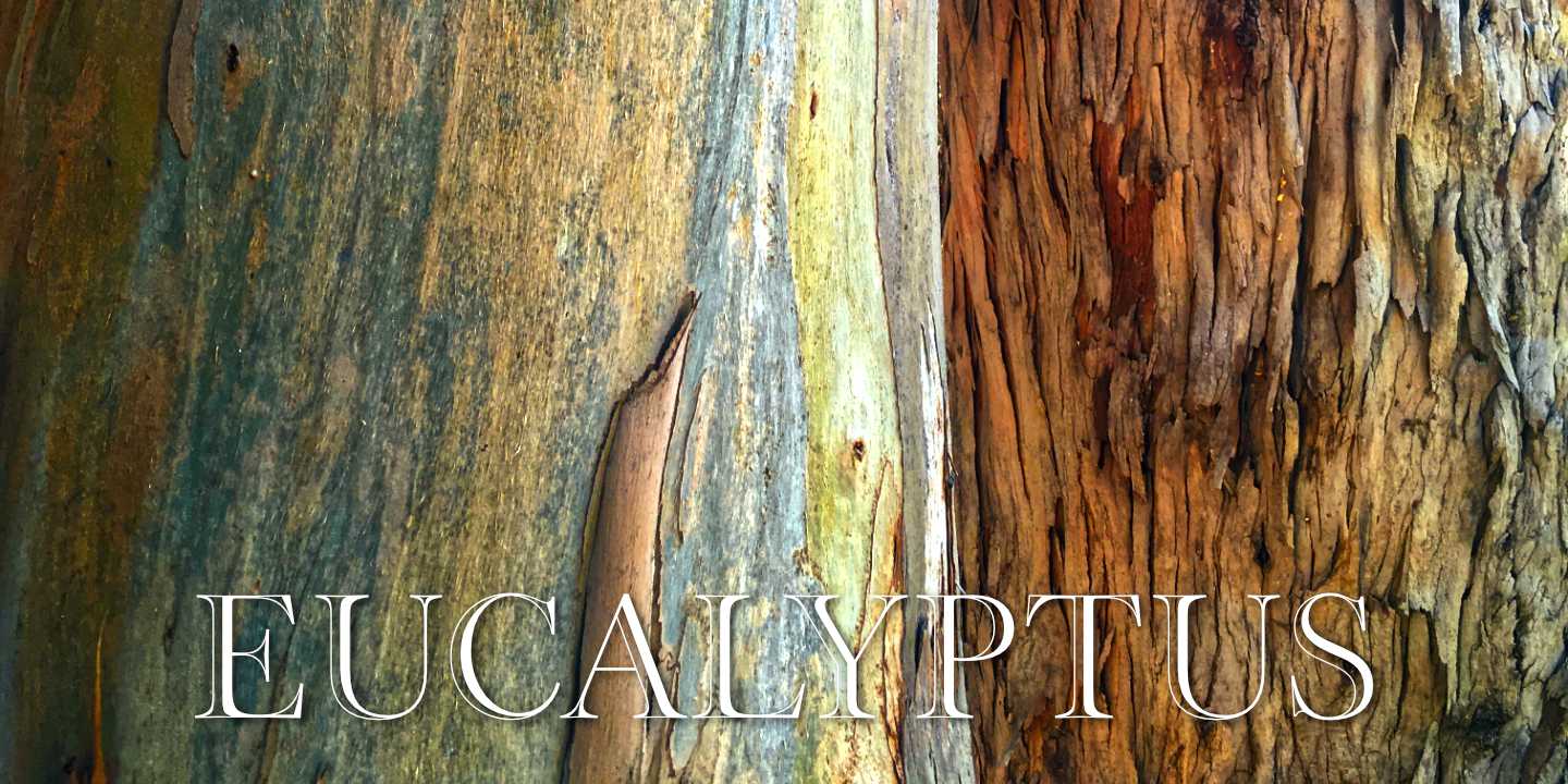Eucalyptus Bark