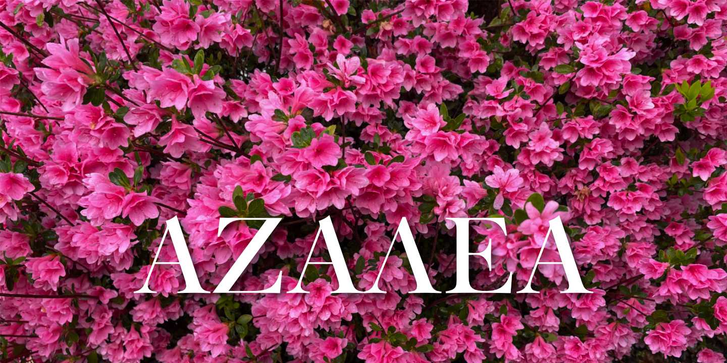 Click image to enlarge and for more information. Azalea