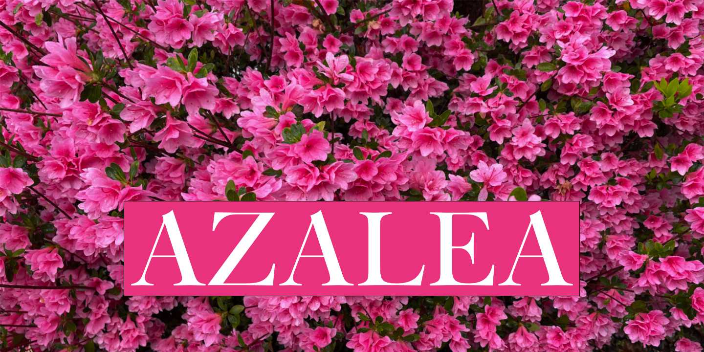 Click image to enlarge and for more information. Azalea