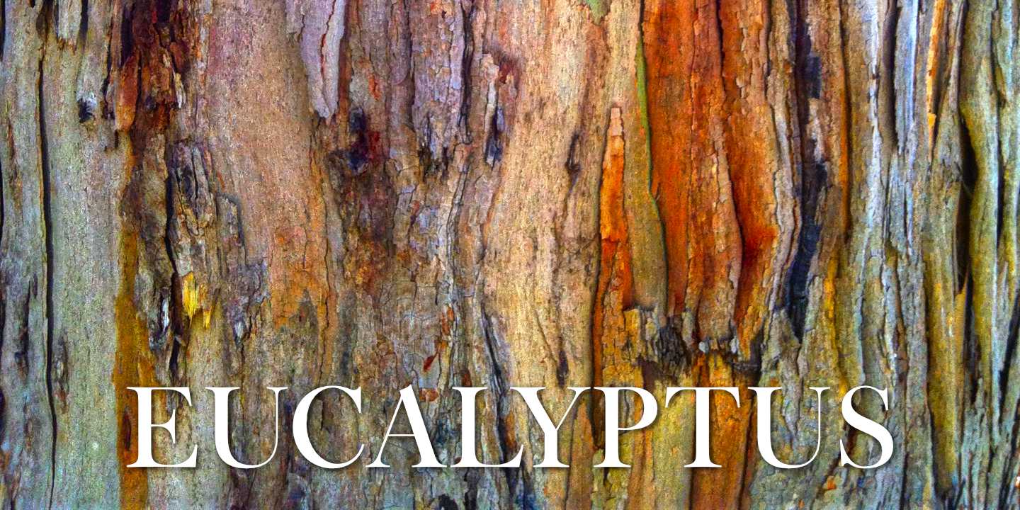 Eucalyptus Bark