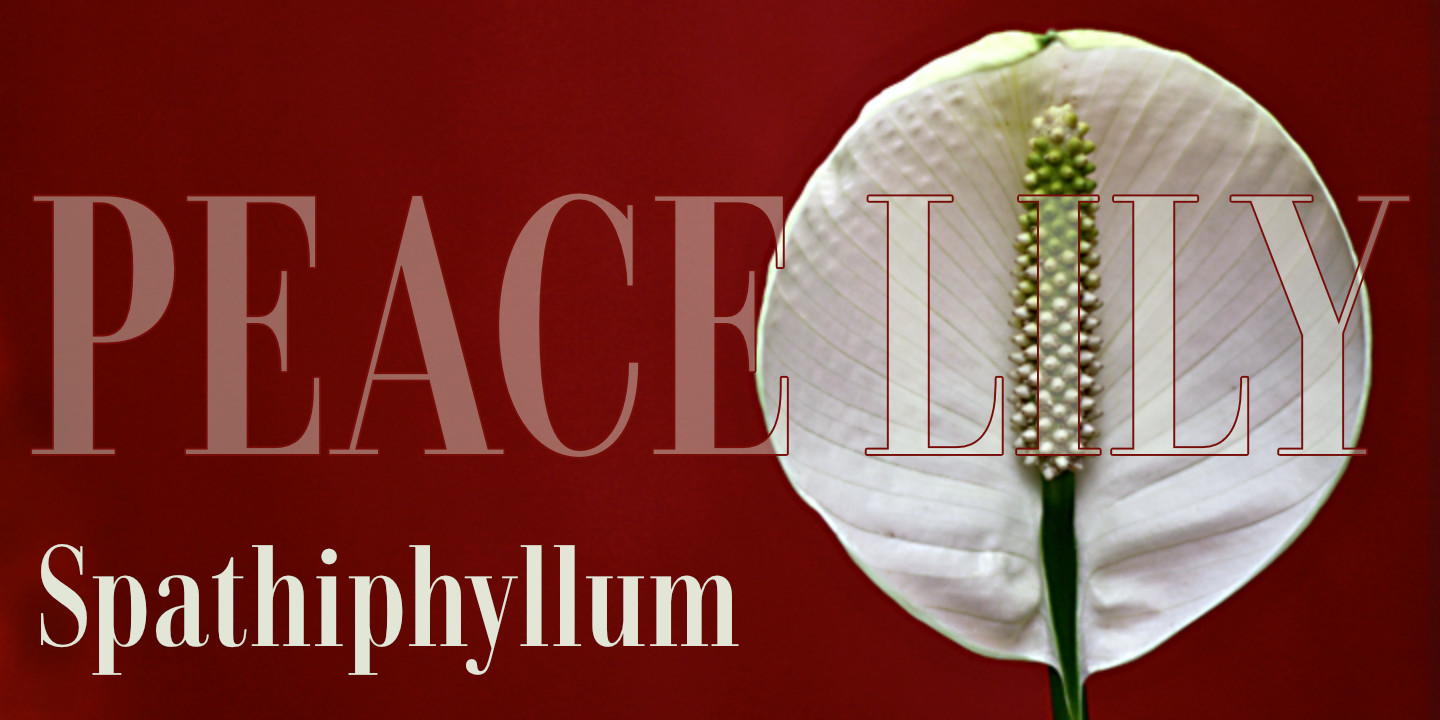 Peace Lily