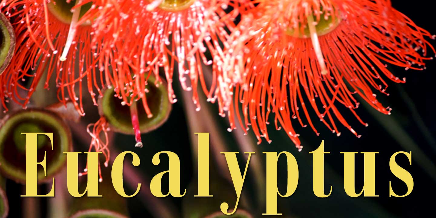 Click image to enlarge and for more information. Eucalyptus