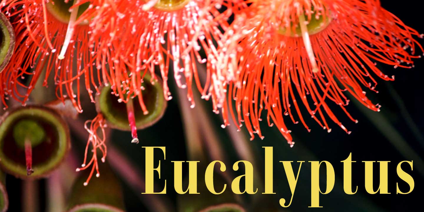 Click image to enlarge and for more information. Font poster