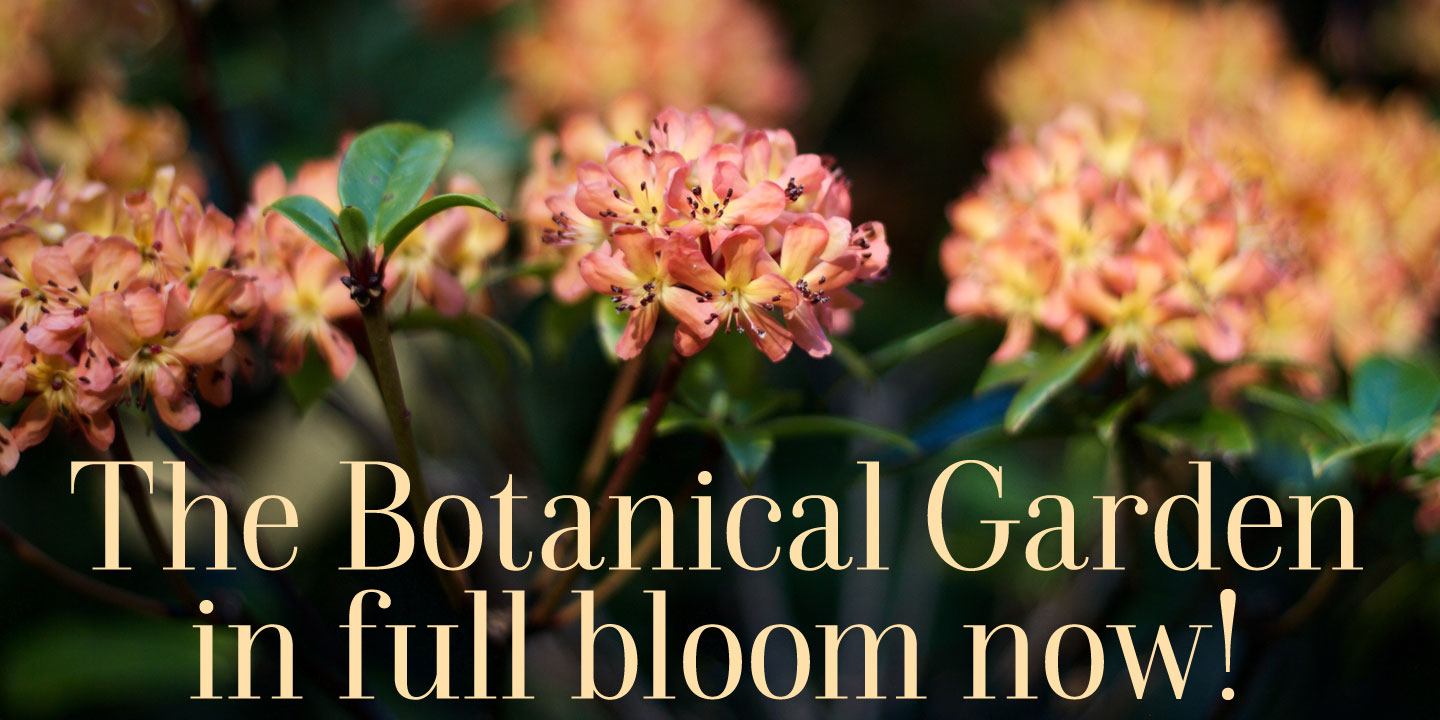 Click image to enlarge and for more information. Font poster