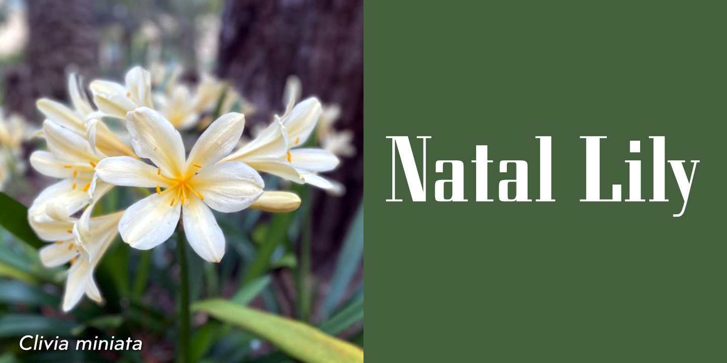 Click image to enlarge and for more information. White Clivia