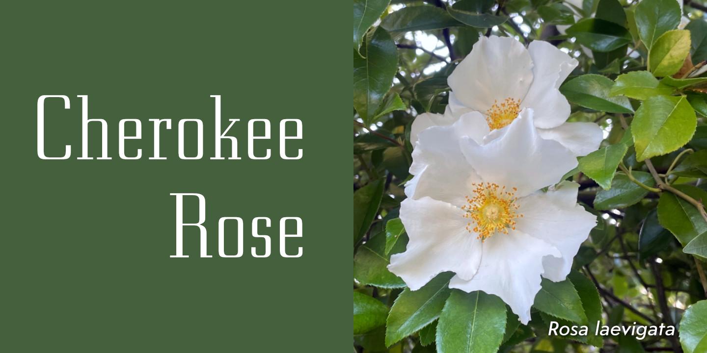Click image to enlarge and for more information. Cherokee Rose