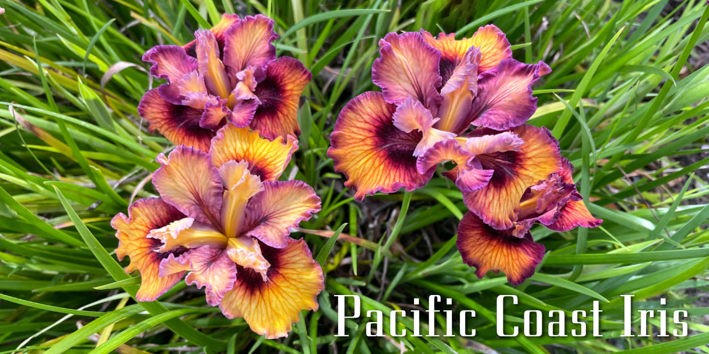 Click image to enlarge and for more information. Pacific Coast Iris