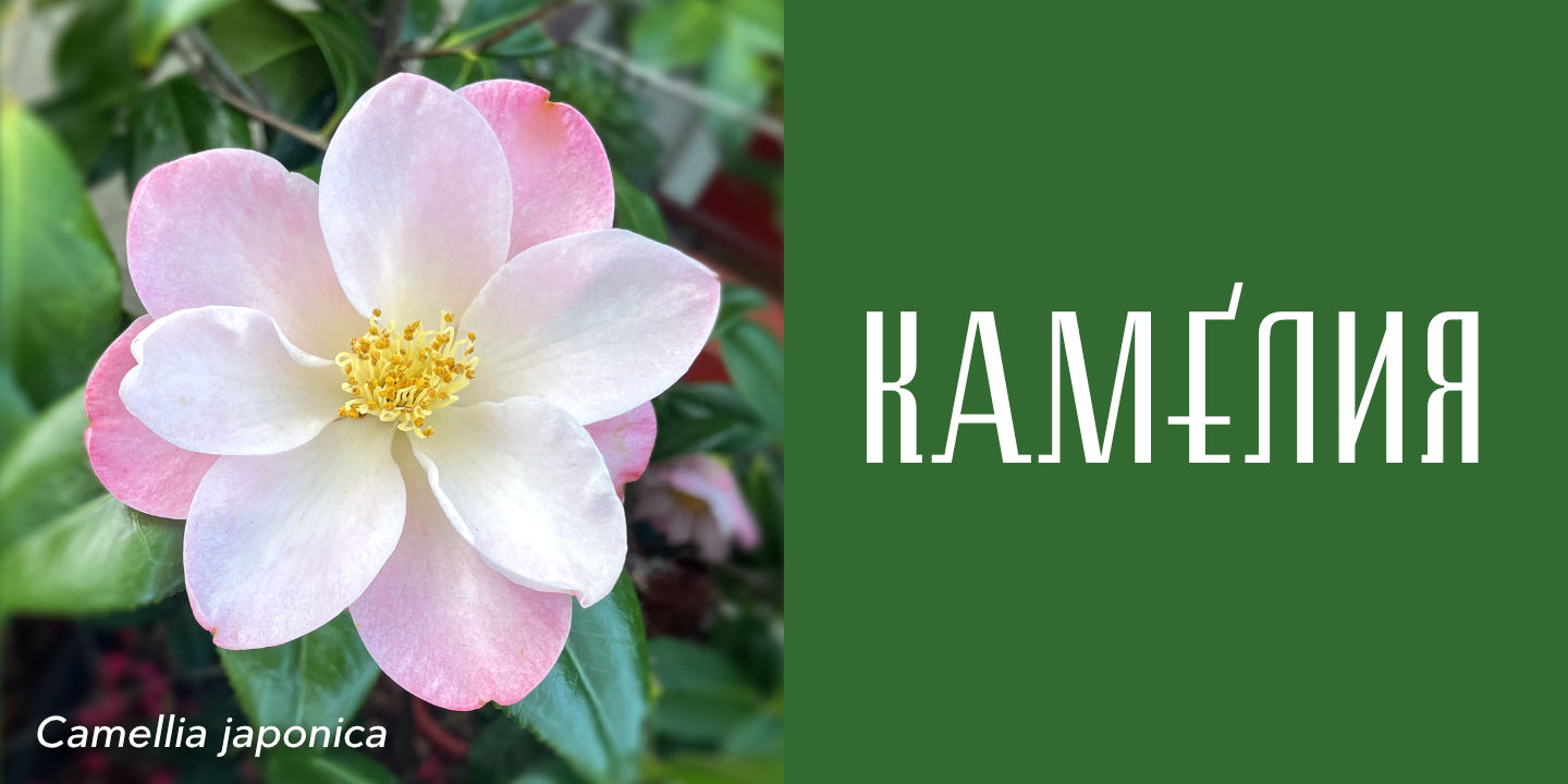 Camellia japonica