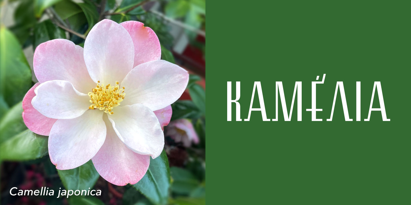Click image to enlarge and for more information. Camellia japonica