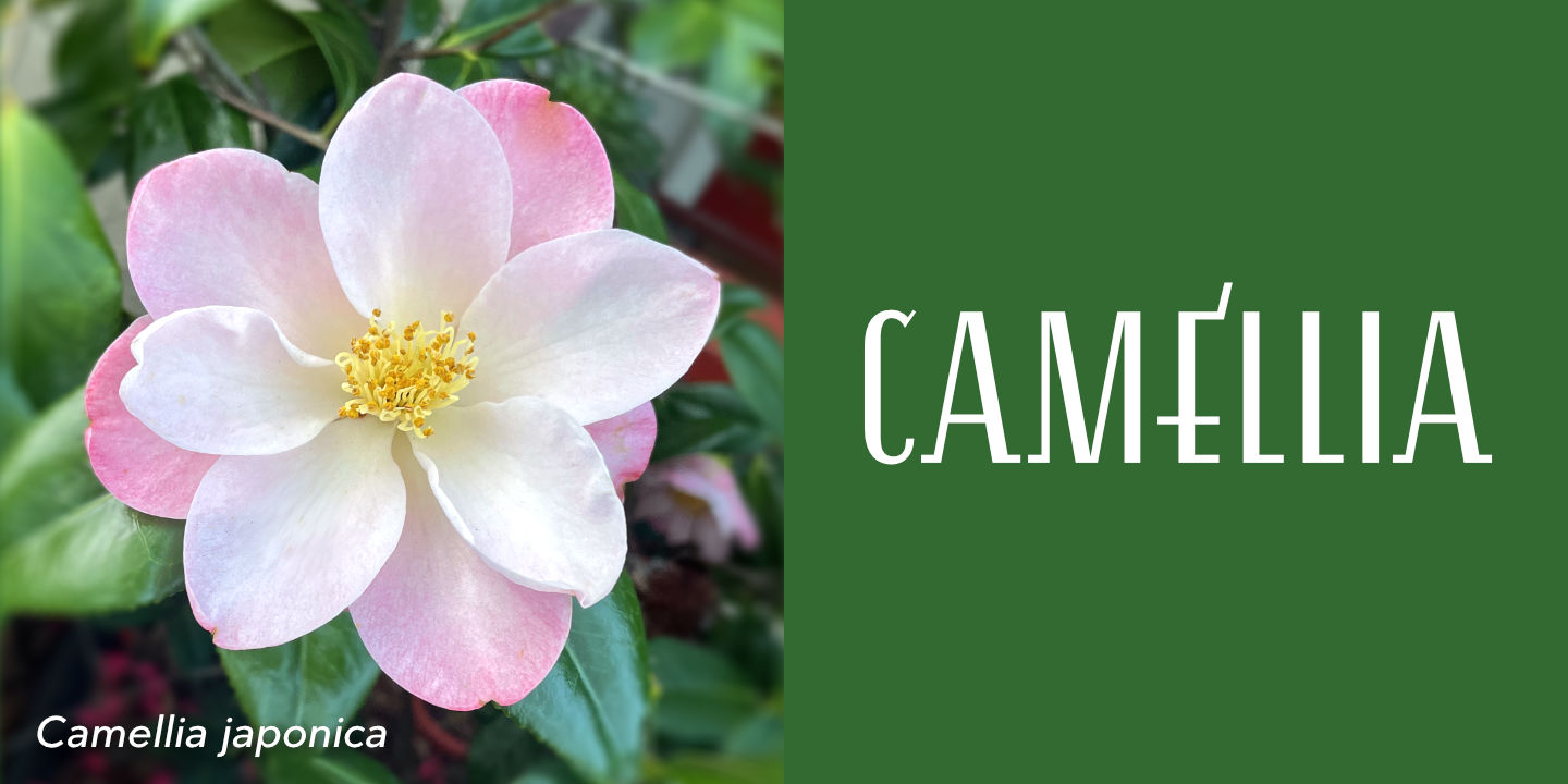 Camellia japonica