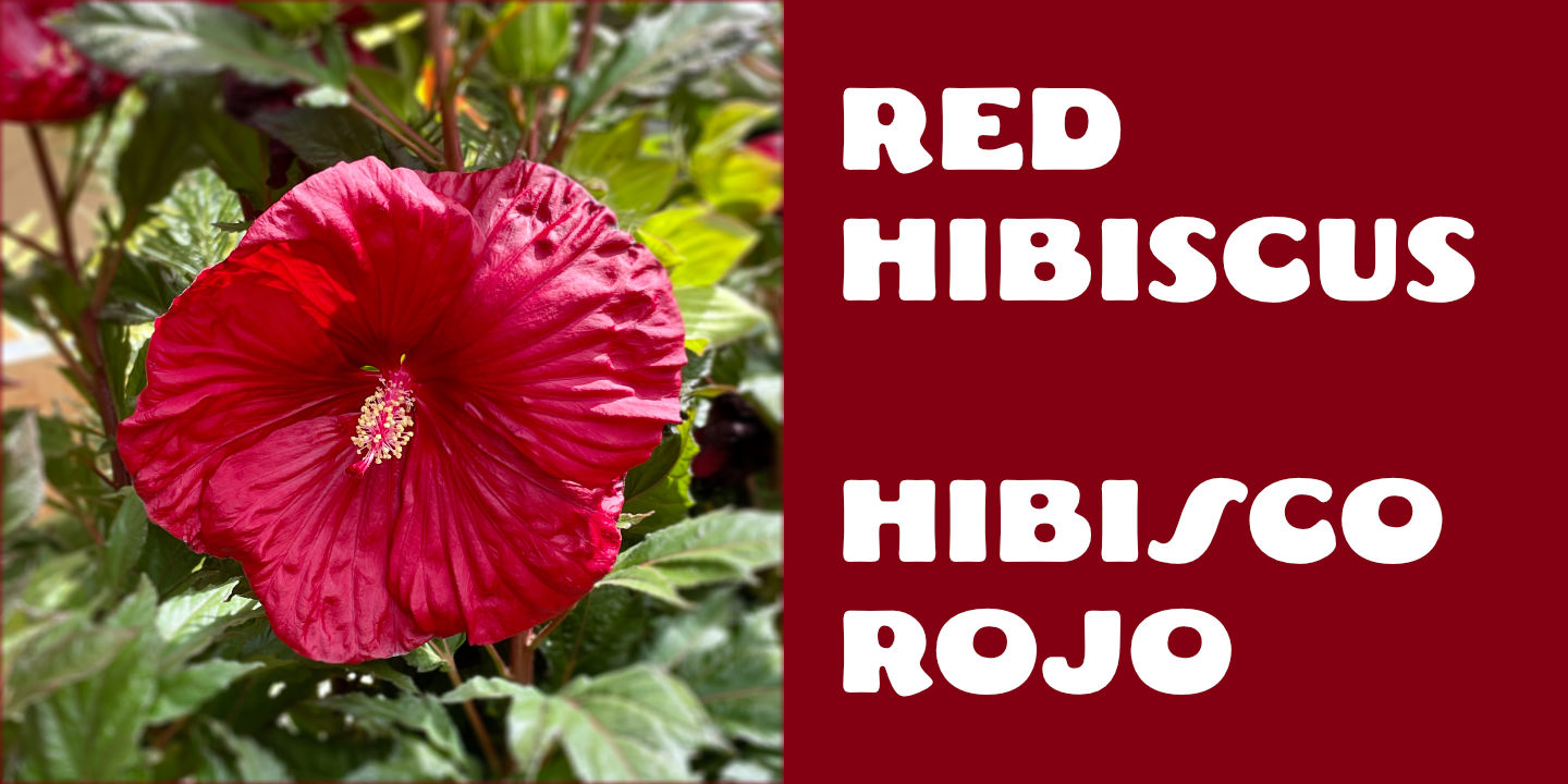Click image to enlarge and for more information. Red Hibiscus