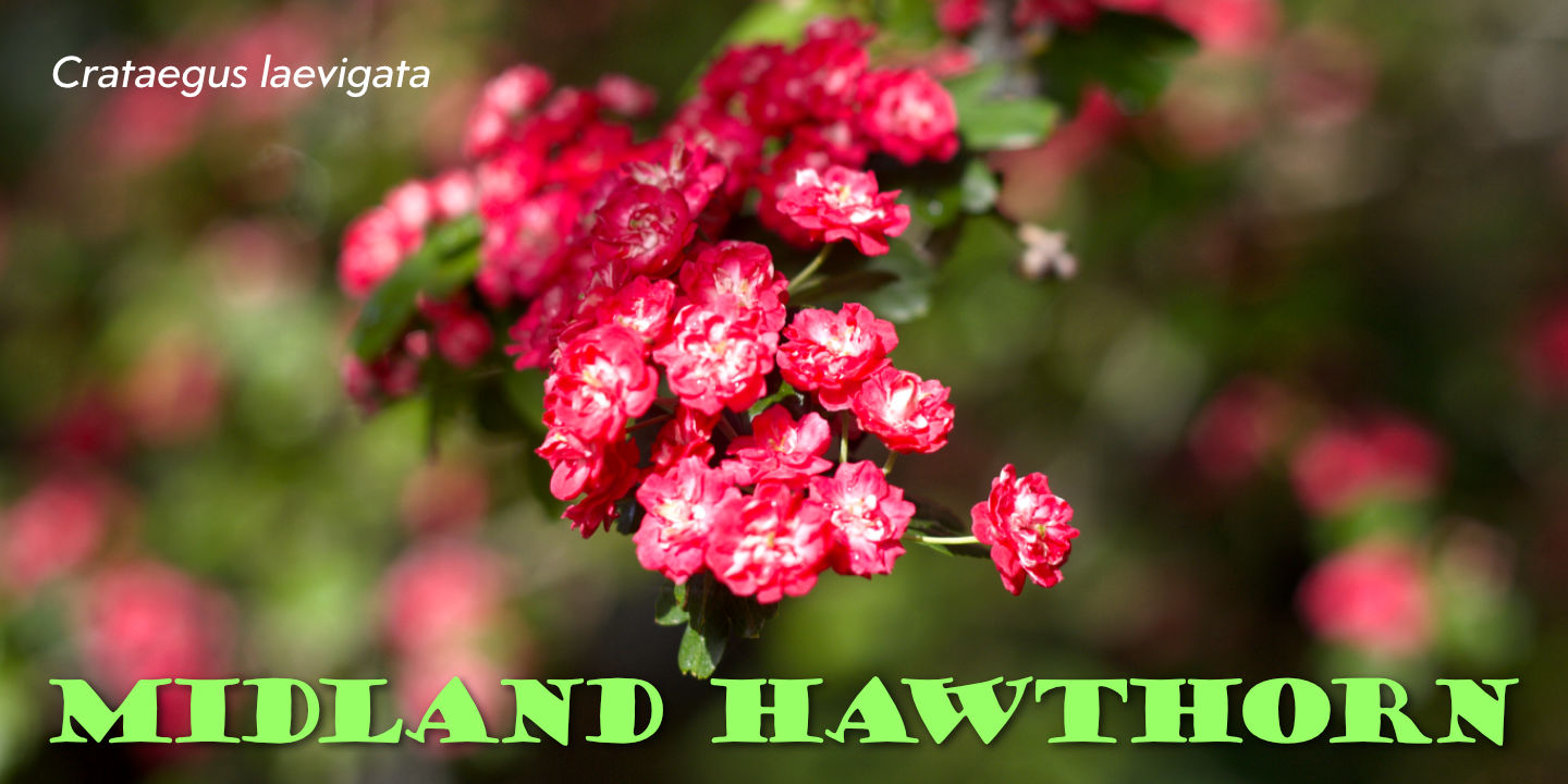 Click image to enlarge and for more information. Midland Hawthorn
