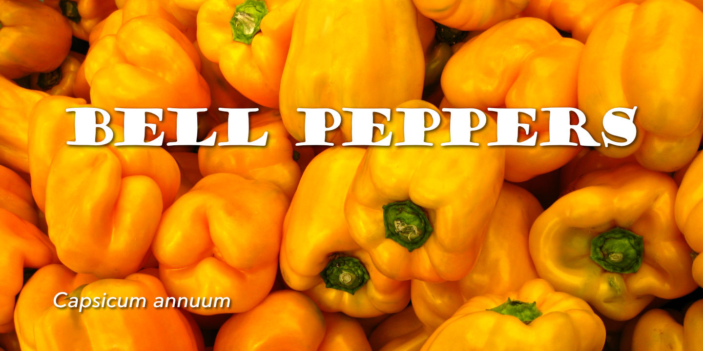 Golden Bell Peppers
