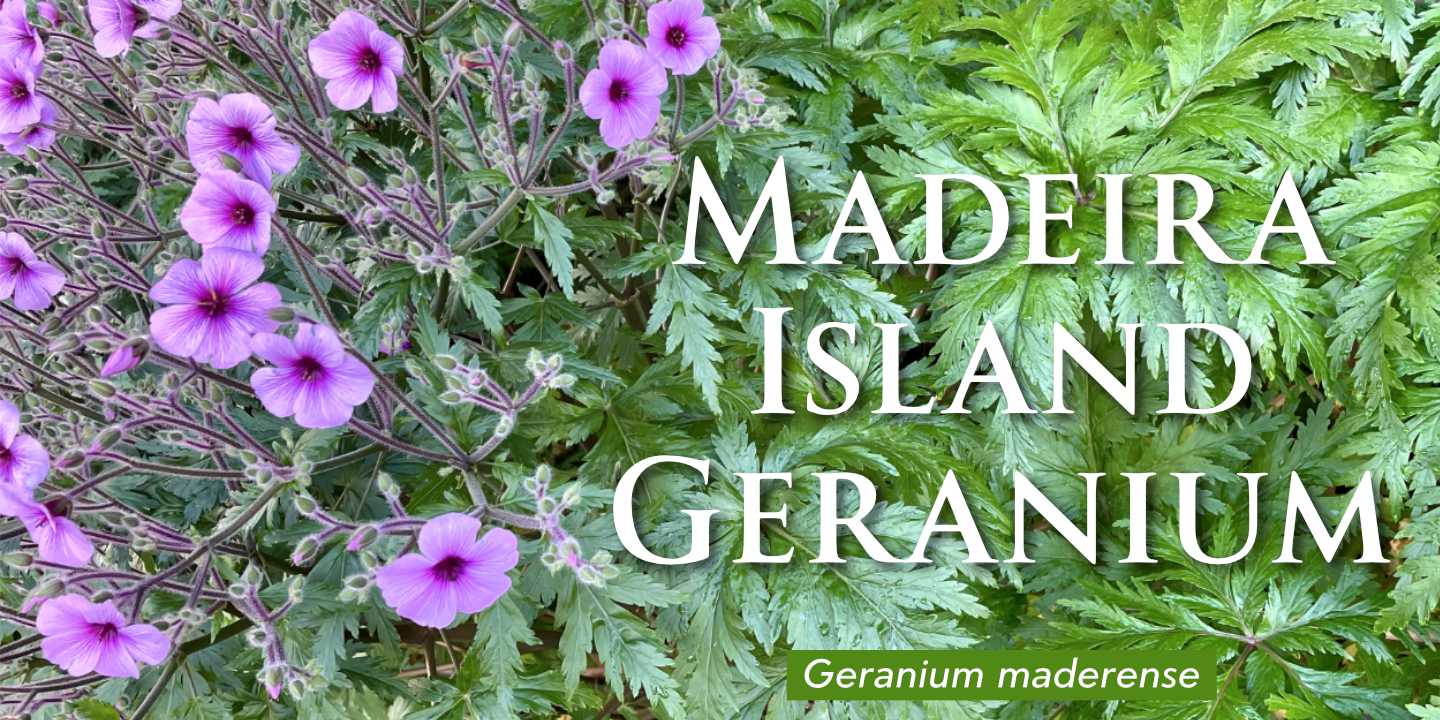 Click image to enlarge and for more information. Madeira Island Geranium