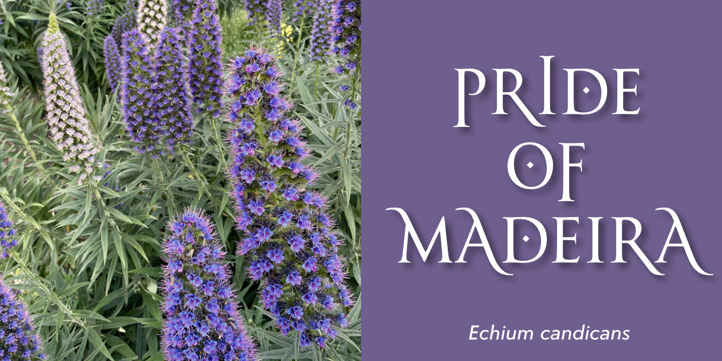 Click image to enlarge and for more information. Pride of Madeira