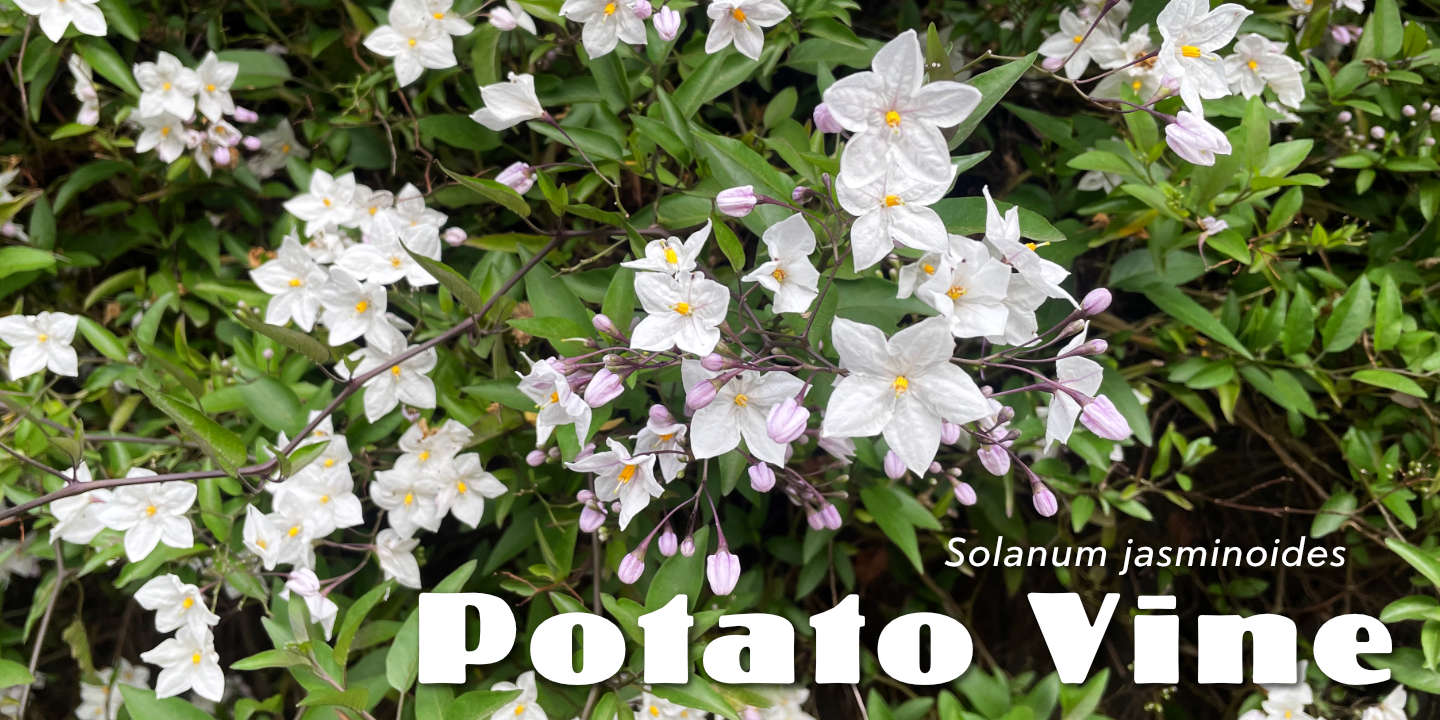 Click image to enlarge and for more information. Potato Vine