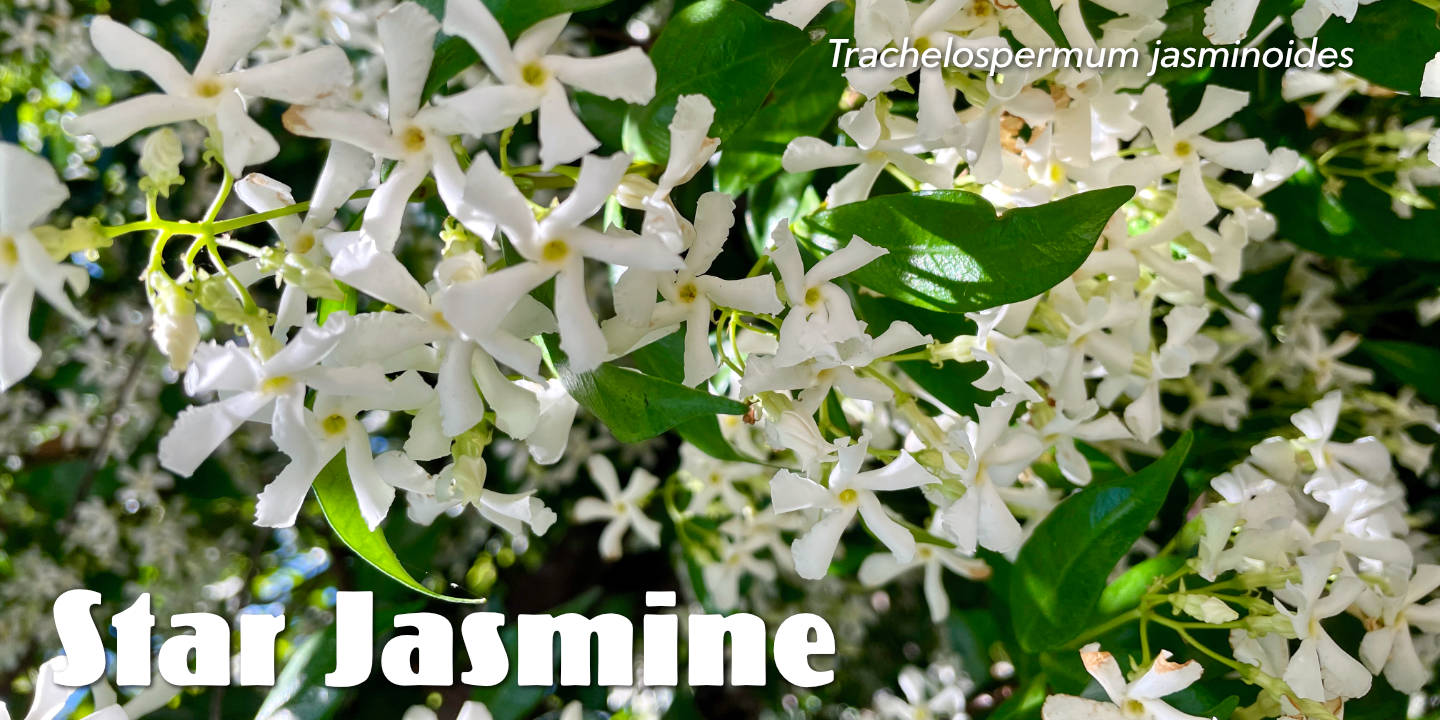 Click image to enlarge and for more information. Star Jasmine