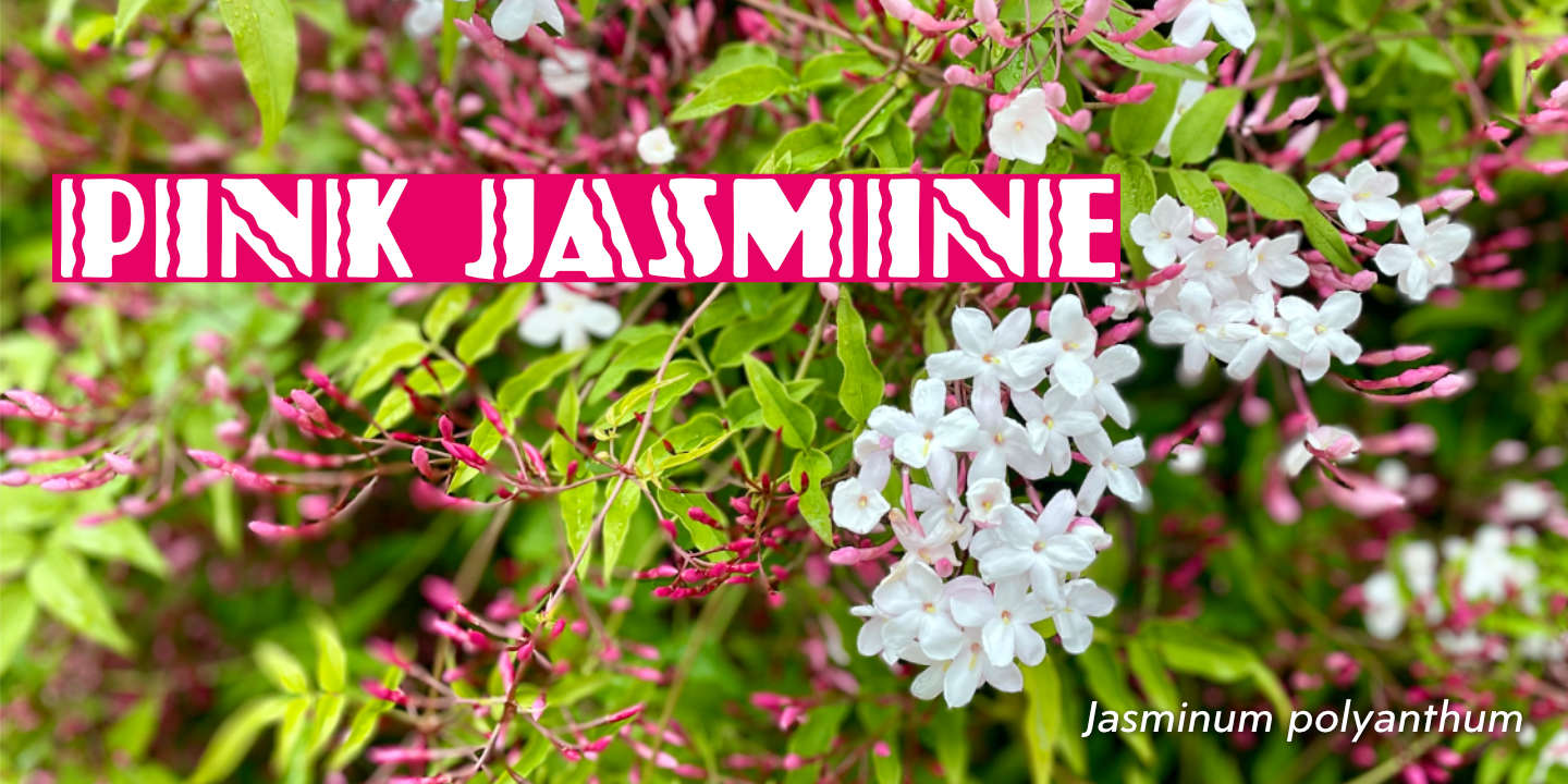 Click image to enlarge and for more information. Pink Jasmine