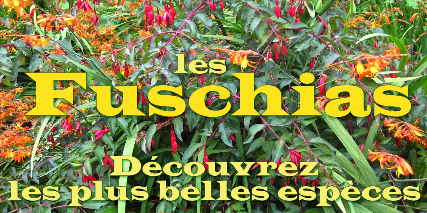 les Fuschias