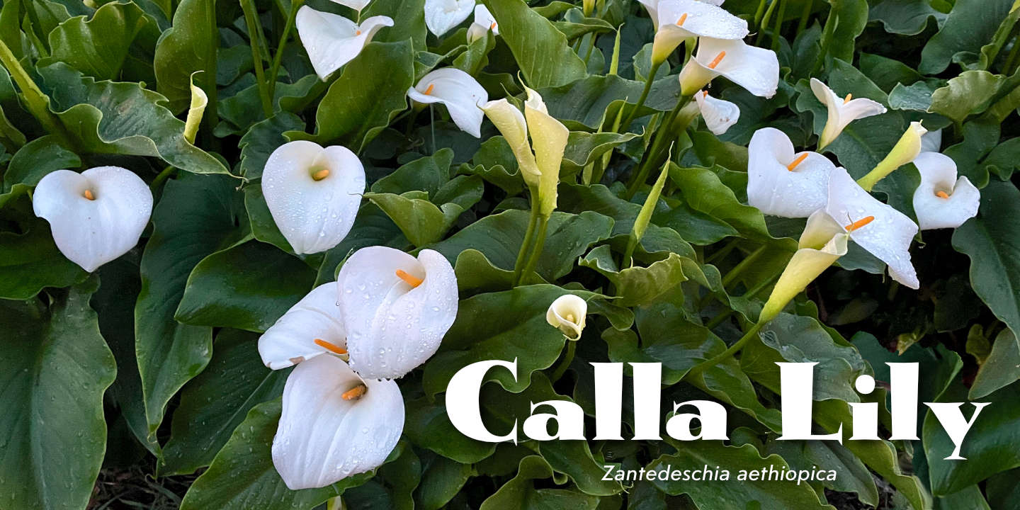 Click image to enlarge and for more information. Calla Lily