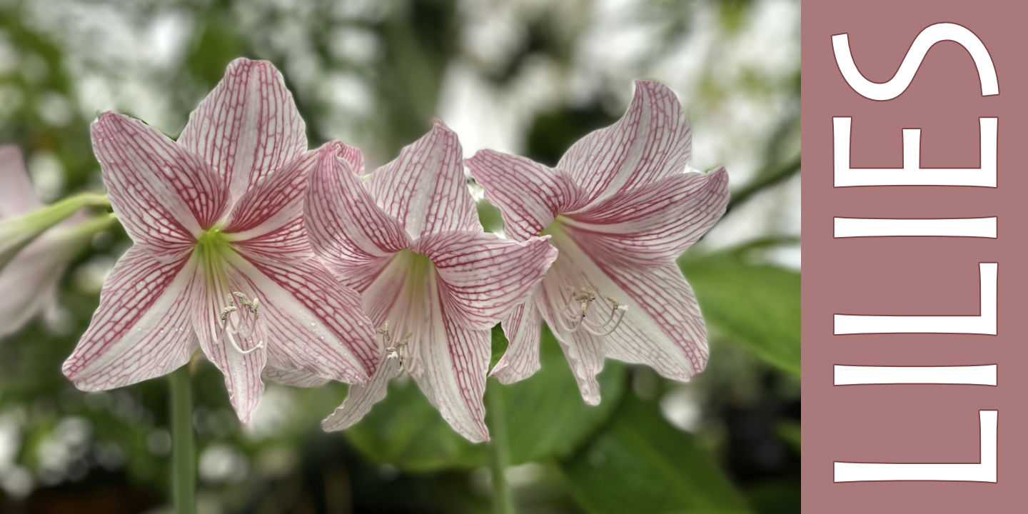 Click image to enlarge and for more information. Lilies