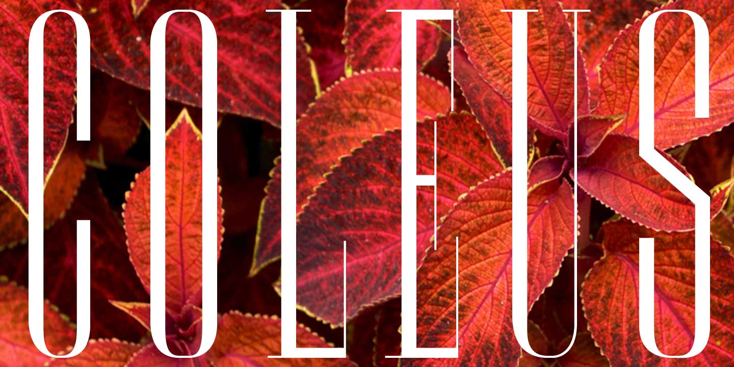 Coleus