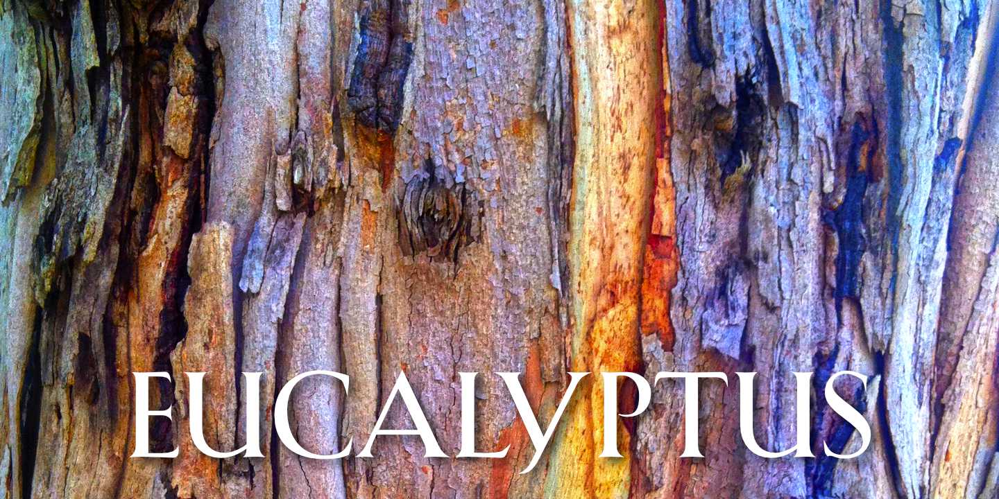 Eucalyptus Bark