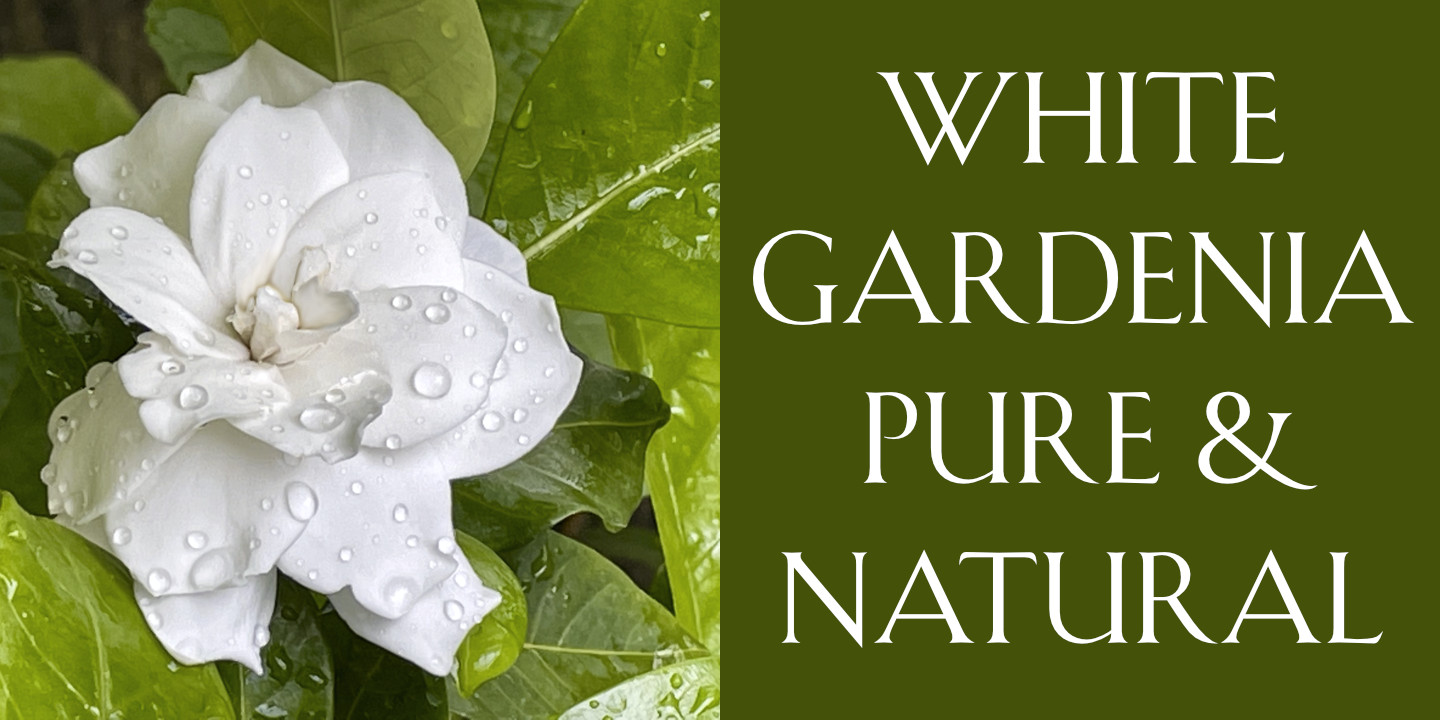 Gardenia