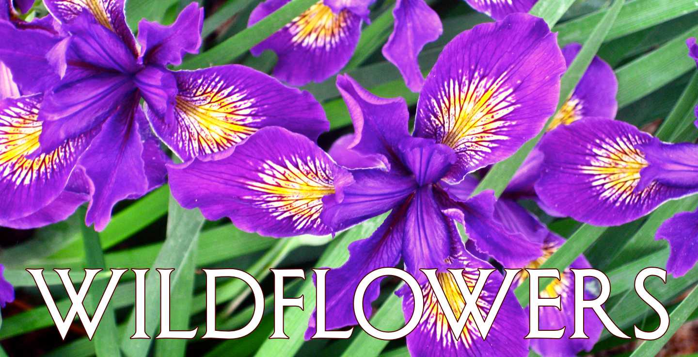 Wildflowers