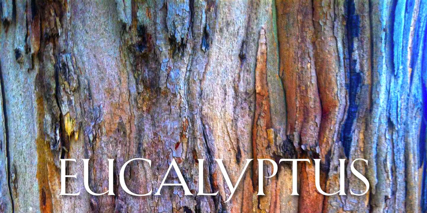 Eucalyptus Bark