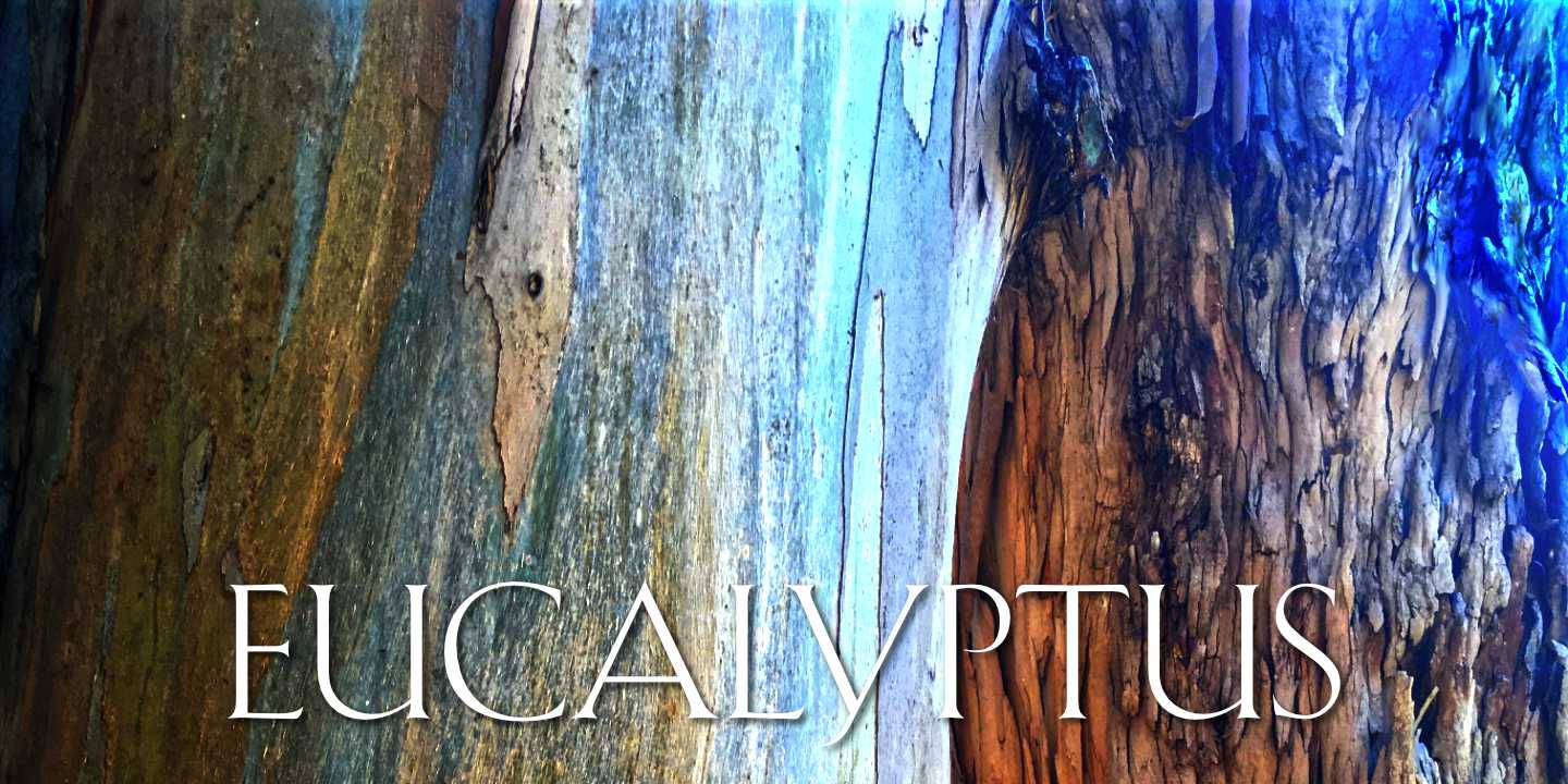 Eucalyptus Bark