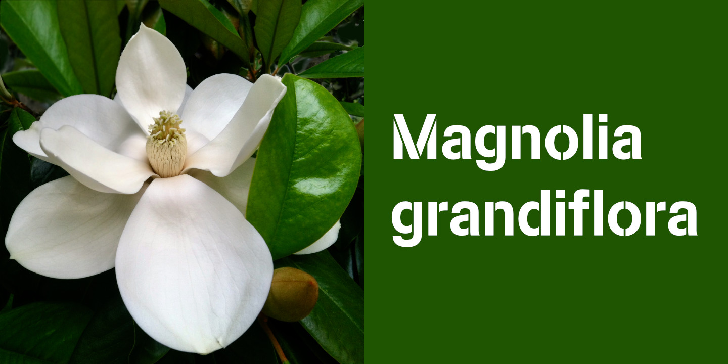 Click image to enlarge and for more information. Magnolia grandiflora